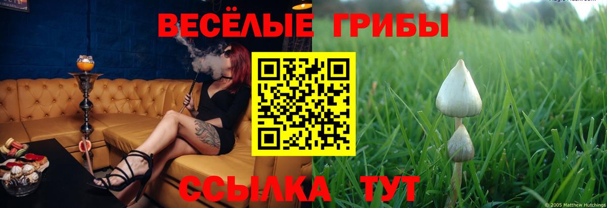 Псилоцибиновые грибы Psilocybine cubensis Гуково